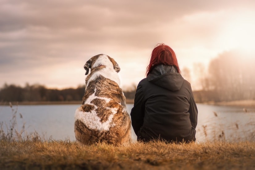 Hund und Mensch von Hinten in der Natur sitzend