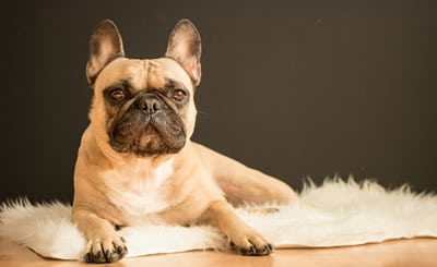die Französische Bulldogge darf in der Top 5 beliebte Hunderassen nicht fehlen